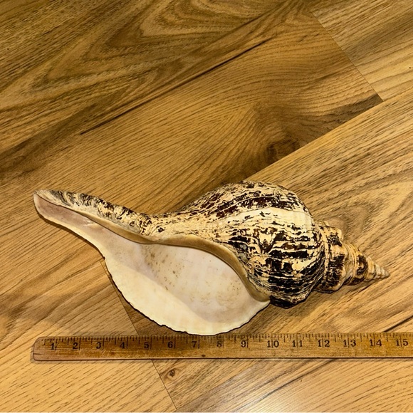 Vintage Horse Conch shell. 15”long. Large. Bundle with other shells!